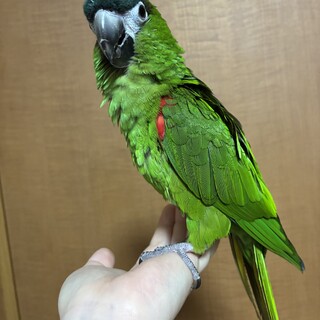 コミドリコンゴウインコ メス