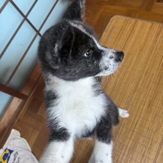 女の子秋田犬