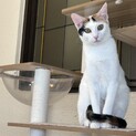 元気いっぱい！甘えん坊な白三毛女