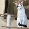元気いっぱい！甘えん坊な白三毛女