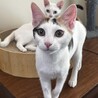 元気いっぱい！甘えん坊な白三毛女