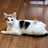 元気いっぱい！甘えん坊な白三毛女 サムネイル3