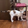 元気いっぱい！甘えん坊な白三毛女 サムネイル5