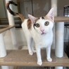 元気いっぱい！甘えん坊な白三毛女 サムネイル6