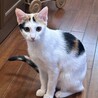 元気いっぱい！甘えん坊な白三毛女 サムネイル7