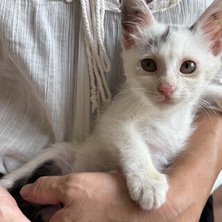甘えん坊♡ 白黒猫　ポポちゃん