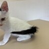甘えん坊♡ 白黒猫　ポポちゃん