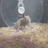 【急募】キンクマハムスター サムネイル5