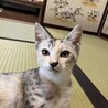 元気な白黒姉妹 サムネイル4