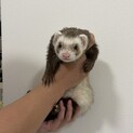 フェレットの里親募集中です！