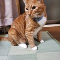 里親さん募集