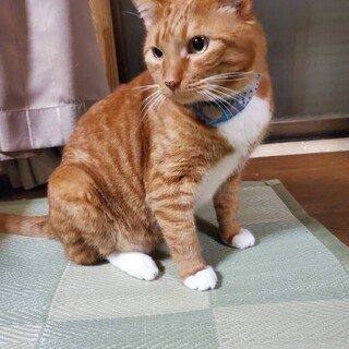 里親さん募集