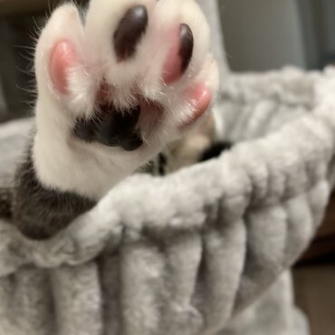 パナ君の肉球