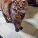 里親さん募集