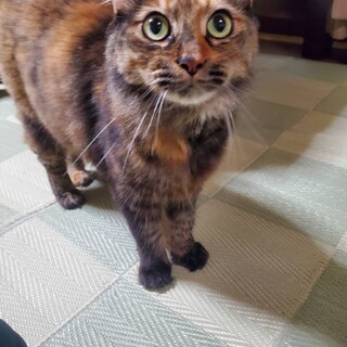 里親さん募集