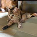 里親さん募集