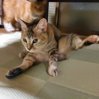 里親さん募集