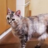 里親さん募集 サムネイル2