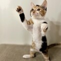 性格花まるのべっぴん三毛「いろは」ちゃん