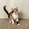 性格花まるのべっぴん三毛「いろは」ちゃん サムネイル2