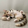 性格花まるのべっぴん三毛「いろは」ちゃん サムネイル3