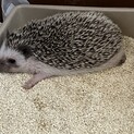 ハリネズミ
