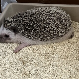 ハリネズミ