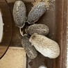 ハリネズミ サムネイル2