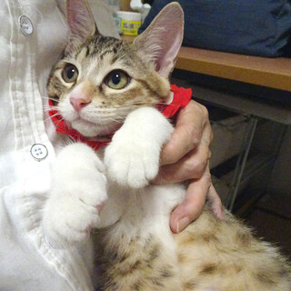 甘えた♪抱っこできるキジ三毛♪アイちゃん 4カ月