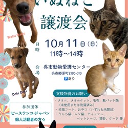 いぬねこ譲渡会