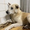収容期限あり10月8日木曜日まで サムネイル3