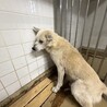 収容期限あり10月8日木曜日まで サムネイル5