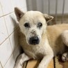収容期限あり10月8日木曜日まで サムネイル7