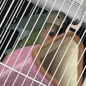 ラブラブのコザクラインコ2匹