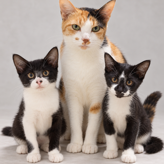 【母子3匹一緒に】（子猫2＋母猫1）保護猫