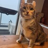 人が大好きアメリカンカールの女の子、ツナ サムネイル3