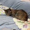 やっと晴れたねヽ(´▽｀)/うに姫様♡お空のみんなと会えたかな？