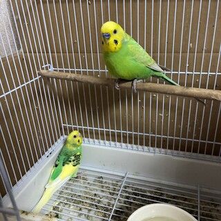 セキセイインコ2羽一緒に引き取ってくれる方募集！！