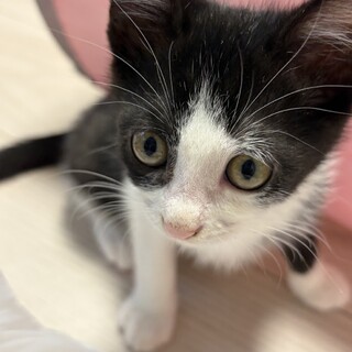 姉妹生後2ヶ月子猫です