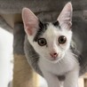姉妹生後2ヶ月子猫です サムネイル2