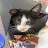 姉妹生後2ヶ月子猫です サムネイル3