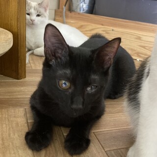  抱っこ大好き背中に乗ってくる、くいーる君