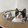 姉妹生後2ヶ月子猫です サムネイル6