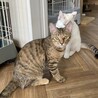  むぎわら模様の甘えん坊女の子ういちゃん サムネイル5