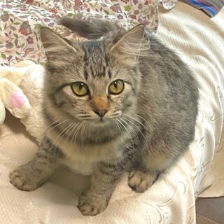 【長毛キジトラ】ライちゃん 生後3ヶ月 女の子