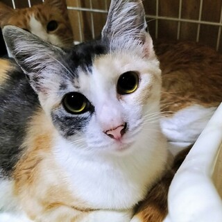 猫好きすぎるパステル三毛◇崩壊レスキュー