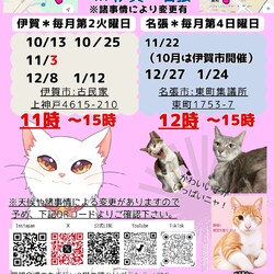 猫の古民家里親会in伊賀❣