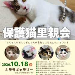 京田辺Animal Friends保護猫里親会