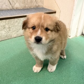 体重2.7キロ　生後1ヶ月の幼い男のコ