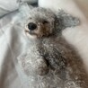 今年パパとママを亡くした甘えん坊のムサシくん サムネイル2
